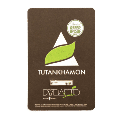 tutankhamon féminisée Pyramid seeds