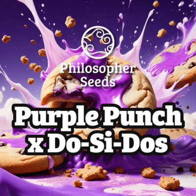 purple punch x do si dos philosopher Seeds