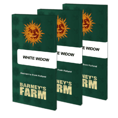 white widow féminisée Barney's farm
