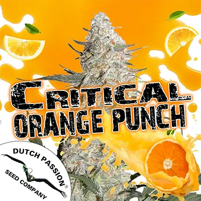 Promo critical orange punch Dutch Passion