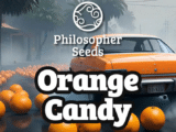 Orange Candy féminisée Philosopher Seeds