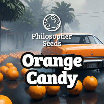 orange candy philosopher seeds