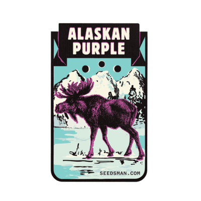 Alaskan Purple Seedsman