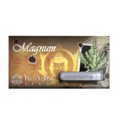 Buddha Magnum Auto Buddha Seeds autofloraison