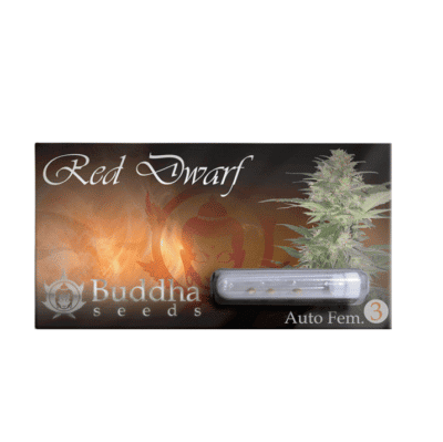 Buddha Seeds Red Dwarf auto