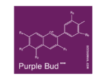Purple Bud Régulière Seedsman