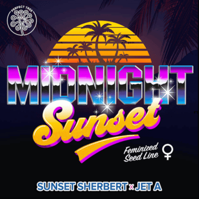 Midnight Sunset Prefect Tree Seeds