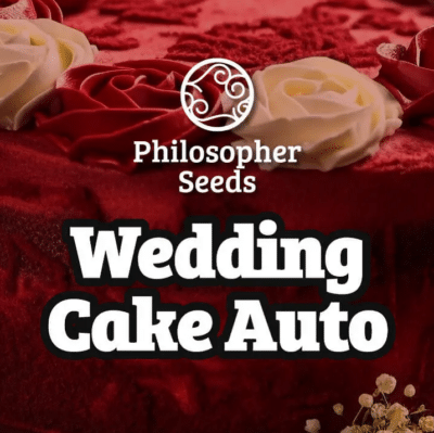 Wedding cake auto Philosopher Seeds