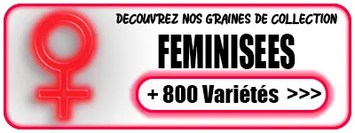 Graines de cannabis féminisées