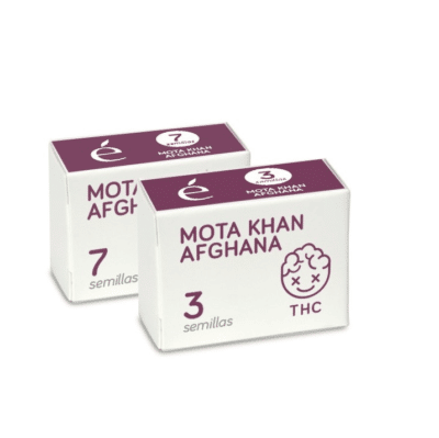 Afghan Mota Khan Elite Seeds