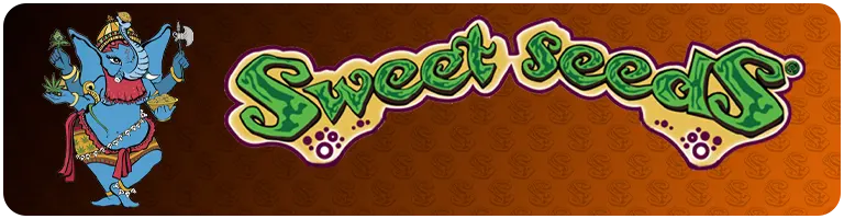 Sweet seeds graines de cannabis