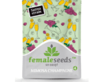 Mimosa Champagne Féminisée Female Seeds