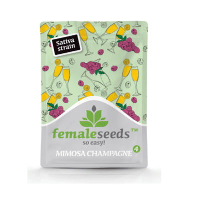 Mimosa Champagne female seeds graines de cannabis