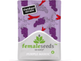 Purple Maroc Female Seeds