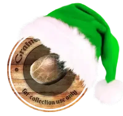 graines cannabis France