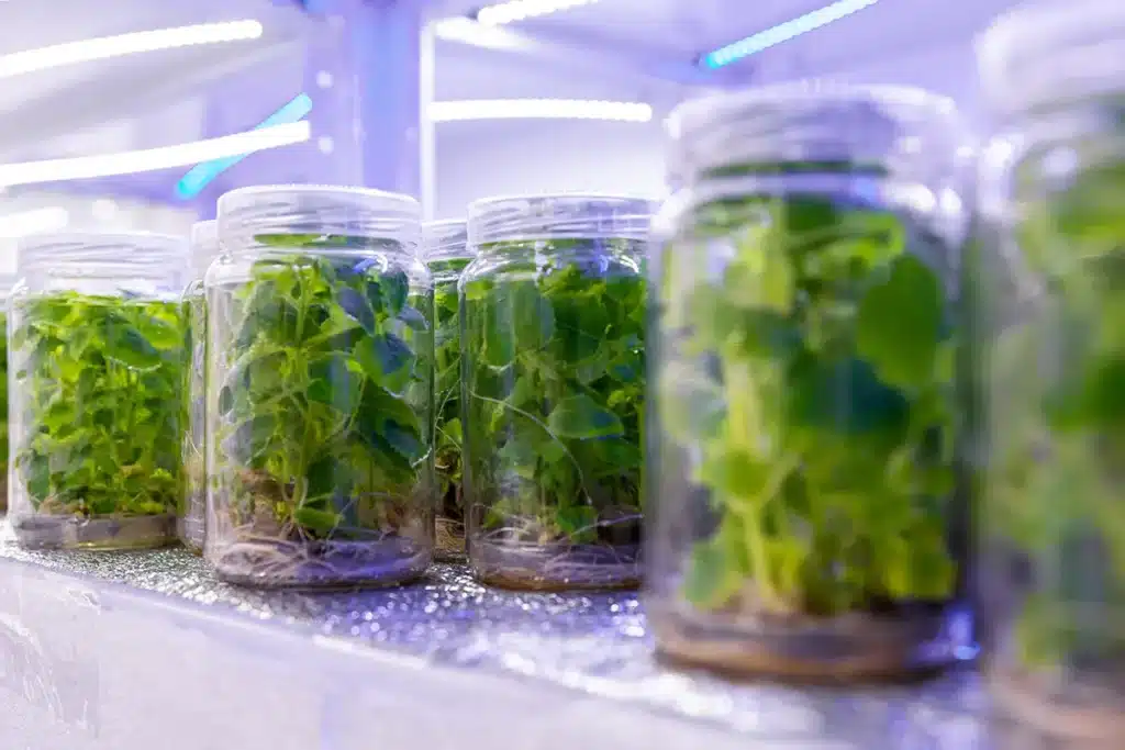 Micropropagation