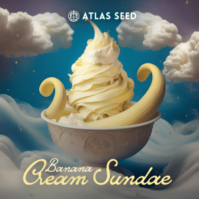 Atlas Seed Banana Cream Sundae