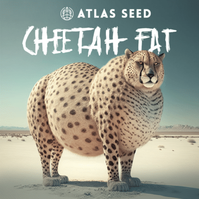 Cheetah Fat atlas seed