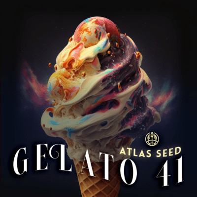 Gelato 41 Atlas Seed Cannabis US