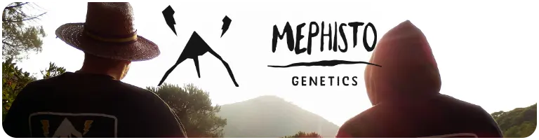 Mephisto genetics graines de cannabis