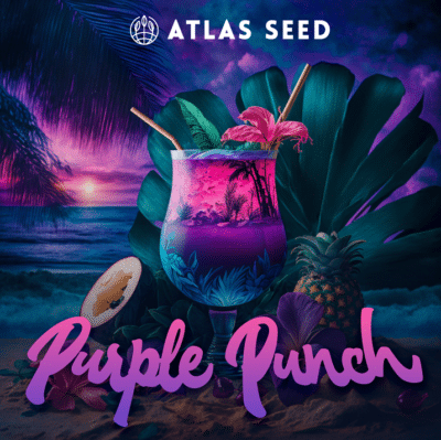 Purple Punch Atlas Seed