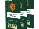 Girl Scout Cookies Féminisée Barney’s Farm