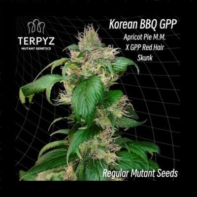 Korean BBQ cannabis mutant Terpyz Mutant genetics