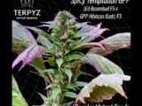 Spicy Temptation GPP régulière Terpyz Mutant Genetics