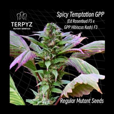 Spicy Temptation GPP Terpyz Mutant genetics