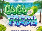 Coco Fresh féminisée Perfect Tree Seeds + 3 Coco Milk S1