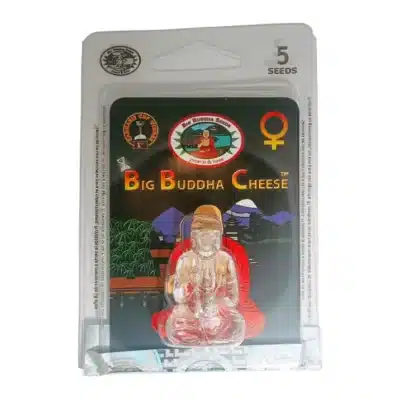 big buddha cheese Big Buddha Seeds