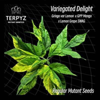 Cannabis variegata Terpyz Mutant variegated Delight