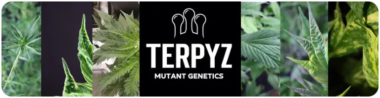 Graines cannabis terpys Mutant genetics