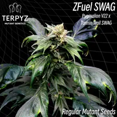 Zfuel Swag Terpyz Mutant gentics graines de cannabis