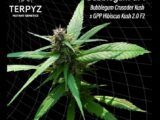 Bubblegum GPP régulière Terpyz Mutant Genetics