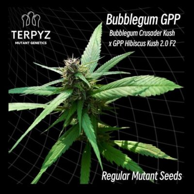 bubblegum GPP Terpyz Mutant genetics