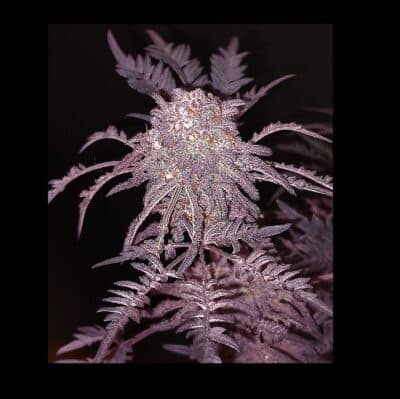 frosty purple freak Khalifa genetics