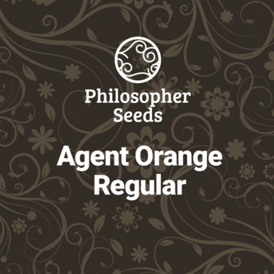 Agent orange graines cannabis régulieres Philosopher seeds