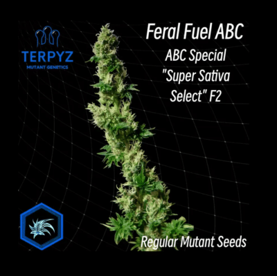 Feral Fuel ABC Terpyz cannabis mutant