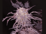 Frosty’s Purple Freak féminisée Califrosty & Khalifa Genetics