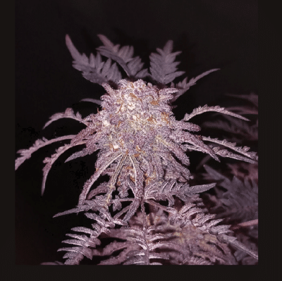 Frosty Purple Freak graines de cannabis