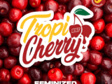 Tropicherry Féminisée BSF Seeds