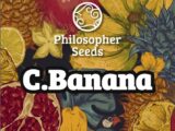 C.Banana Philosopher Seeds