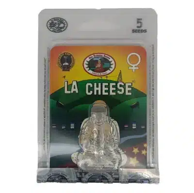 L.A Cheese Big buddha Seeds