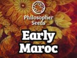 Early Maroc Féminisée Philosopher Seeds