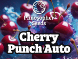 Cherry Punch Auto Philosopher Seeds