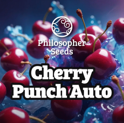 Cherry punch auto philosopher seeds