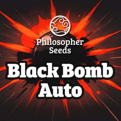 Black bomb auto philosopher seeds