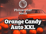 Orange Candy XXL Auto Philosopher Seeds