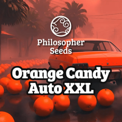 Orange candy XXL auto Philosopher Seeds